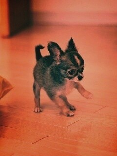 Щёнок той терьера обои