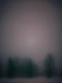 Деревья в тумане обои