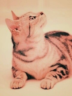 Котэ смотрит наверх обои