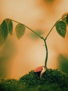 Молодой росток обои