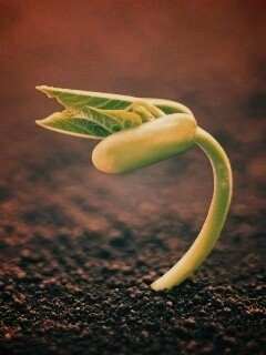 Макро фото зелёного росточка обои