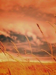 Золотистое поле обои