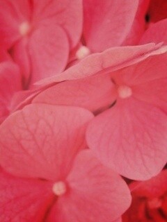 Фиолетовые нежные цветы обои