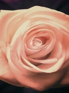 Белая роза на синей ткани обои