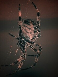 Паук обои