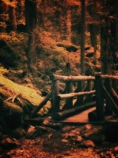 Бревенчатый мост в лесу обои