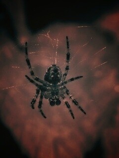 Паук на паутине обои