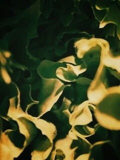 Зеленая листва обои