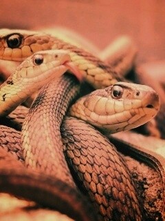 Клубок змей обои