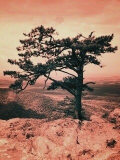 Горное дерево в черно-белых тонах обои