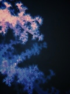 Кораллы обои