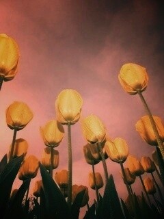 Жёлтые тюльпаны обои