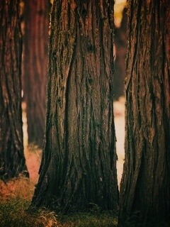 Стволы деревьев  обои