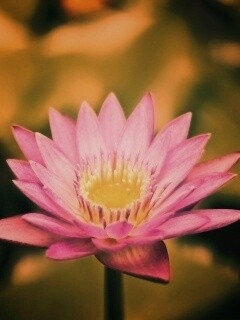 Фиолетовый цветок обои