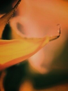 Солнечный цветок обои