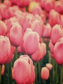 Море розовых тюльпанов обои