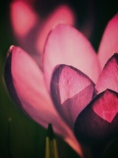 Фиолетовый крокус обои