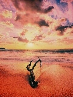 Коряга на пляже обои