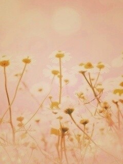 Цветочное лето обои