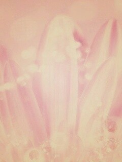 Белые лепестки обои