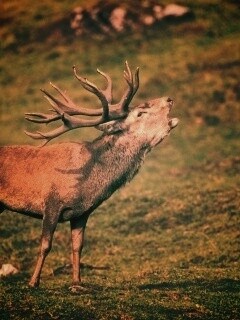 Лось зовёт сородичей обои