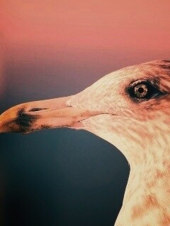 Птичка с длинным клювом обои