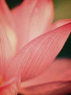 Лепестки цветов обои