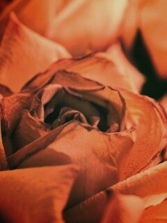 Увядающая роза обои