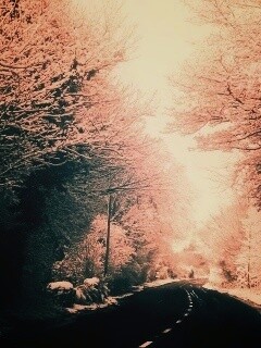 Дорога через зимний лес обои