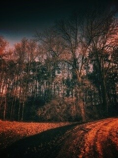 Дорога в лес обои