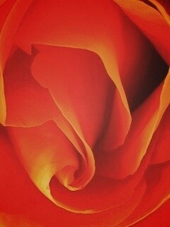 Макро фотка бутона обои