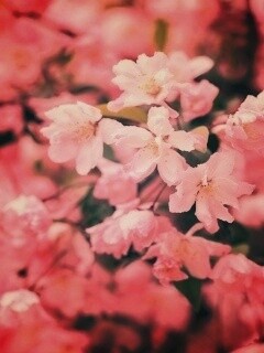 Весенние цветы обои