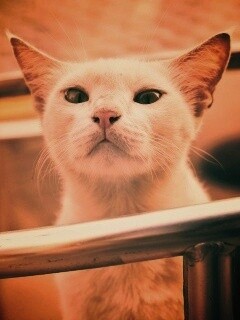 Настороженно принюхивающийся кот обои