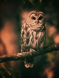 Сова на ветке обои