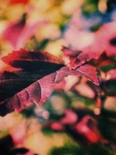 Красивые осенние листья в баговых цветах обои