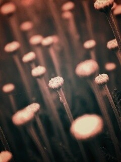 Молодые стебли обои