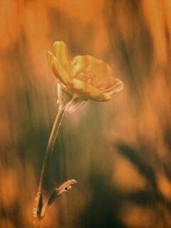 Маленький жёлтый цветочек обои