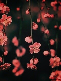 Веточки цветущего дерева обои