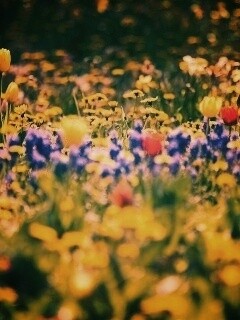 Все краски весны обои