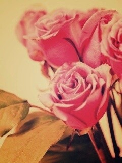 Букет розовых роз обои