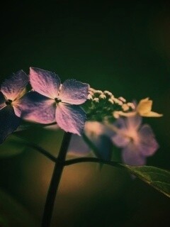 Нежно-синие цветы обои