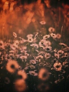 Поле ромашек обои