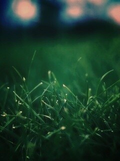 Сочная трава обои