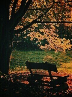 Скамейка под деревом обои