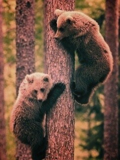 Медвежата обои