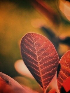 Красные листья обои