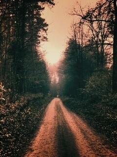 Лесная дорога обои