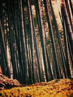 Заросли бамбука обои