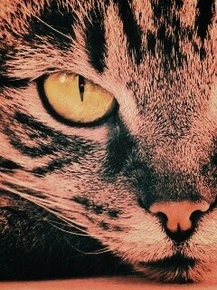 Пристальный кошачий взгляд обои