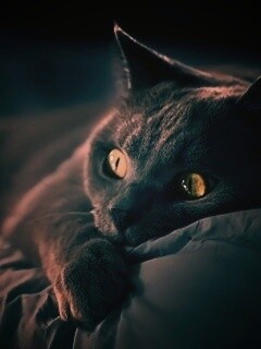 Персидский кот на кровати обои